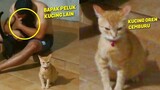 KASIAN TAPI LUCU.!😂 Reaksi Kucing Oren Cemburu Saat Bapak Peluk Kucing Lain Didepannya