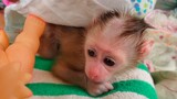 So Obedient  !! Mom Clean Diaper For Tiny Baby Monkey Luca, He Keep silent & manners