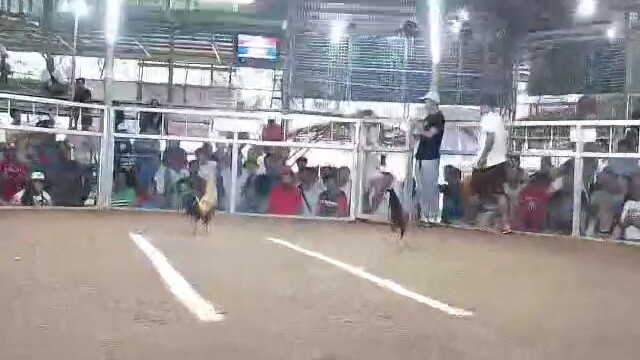 3stag sa pugo  rhea 209gf zkap Llanes