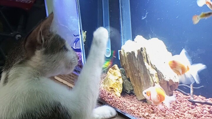 kucing mainan ikan
