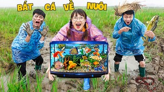 Hà Sam Ra Đồng Bắt Cá Vàng Màu sắc Về Nuôi - Bể Cá Cảnh Siêu Đẹp