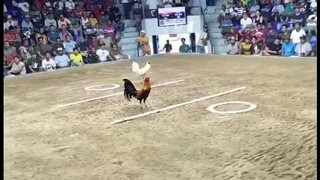 1Cock Ulutan 🤝 (Draw) husay ng kalaban, Talo na nkatabla pa  @New Montalban Cockpit Arena