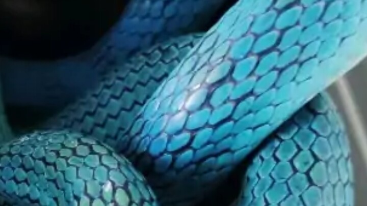 What? The Blue Snake Thinks Its Too Pretty for the Food I Made!