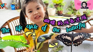 How a caterpillar transform into a butterfly - Life Cycle of a butterfly