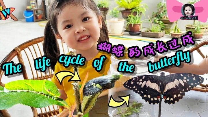 How a caterpillar transform into a butterfly - Life Cycle of a butterfly