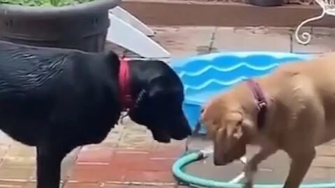 DOGS DRINK THE WATER!