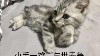 一个月，成功让野猫变家猫！