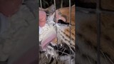 Tigers eating cream!