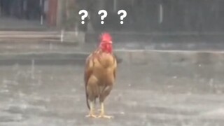 Ayam ini... membuatku tertawa seharian.