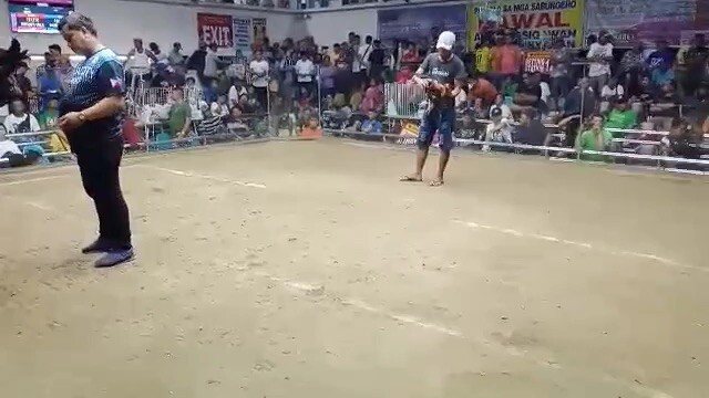 4x winner na ang panget namin na manok
