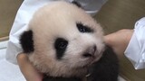 Huani, panda raksasa yang bepergian di Korea sudah berusia 80 hari