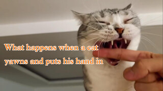Đưa tay vào miệng mèo khi ngáp sẽ xảy ra chuyện gì?