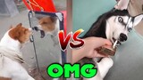 OMG So Cute 😍 Funny Cats End Dogs 2022 Part