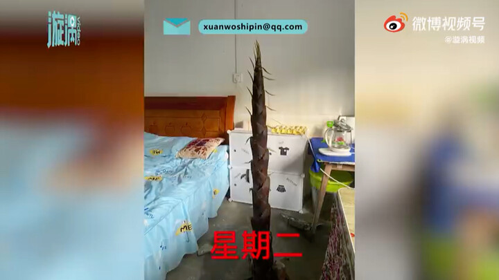 湖南一女老师宿舍地板突然开裂长出4米高竹笋 现场让人哭笑不得