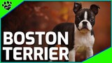 The Boston Terrier: A Closer Look at the Tuxedo-Clad Companion - Dogs 101