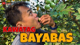 KAWATAG BAYABAS