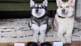 she really thought about 😅 cutedogs kleekai funnytok