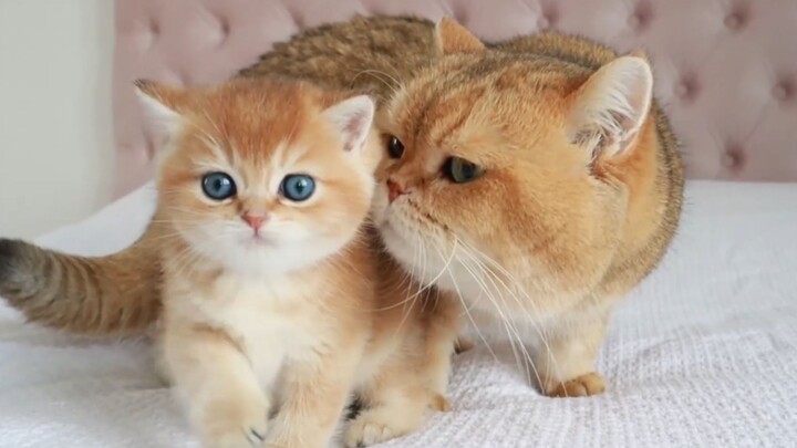 Binatang|Golden Shaded-Pertama Kali Ayah Kucing Bertemu Anak Kucing