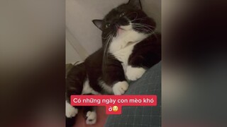 Nó bị gì vậy mọi người 🤦‍♀️ meo meow cats cat meocute fypシ meowsoju