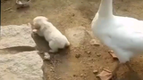 【Animal Circle】Goose bullying puppy, punished by dog parent