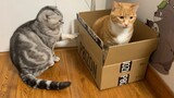 没有猫能抵挡住纸盒的诱惑