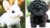 OMG Animals SOO Cute! AWW Cute baby animals Videos Compilation CUTEST moment of the animals 6