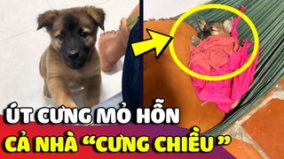 Cuộc sống 'XA HOA' của út cưng mỏ hỗn được cả nhà yêu thương 'NHƯ CON RUỘT' 😅 | Gâu Đần