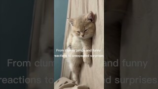 "Hilarious Cat Fails Compilation" #CatLovers #ViralCats #PetHumor