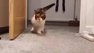 ความมหัศจรรย์! แมวที่เกิดในปี 1999 อยู่กับเจ้าของมา 22 ปีแล้ว และทางที่เขาเดินก็เต็มไปด้วยน้ำตา