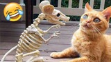 Funniest Animals 2023 ðŸ˜‚ Funny Cats and Dogs ðŸ�±ðŸ�¶ | Funny Animal Videos