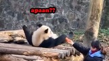 PANDA TUKANG MAGER