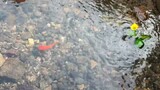 Ikan Berenang Di Air Jernih| Suara Aliran Air Bikin Ngantuk