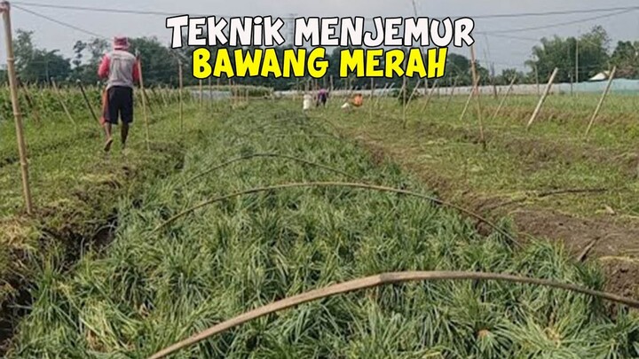 Proses Penjemuran Bawang Merah