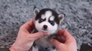 Husky sangat lucu ketika mereka masih muda