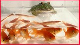 Warning Live Feeding / African Bullfrog Eats 10 Goldfish.