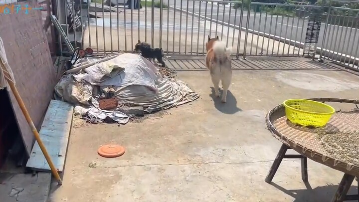ลูกสุนัข Sheniu กลายเป็นจริงแล้ว ถ้าไม่มีอาหาร จะไม่มาเยี่ยม จับแล้วพากลับบ้านจะบ้าตาย!