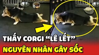 Hé lộ lý do GÂY SỐC khiến thanh niên Corgi chỉ LẾT chứ KHÔNG THỂ ĐI 😂 | Yêu Lu