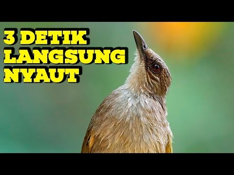 MASTERAN / PANCINGAN KAPAS TEMBAK GACOR !!!