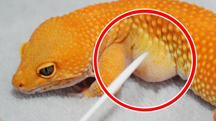 【Reptile pet】The gecko has a sac under its armpit! 
