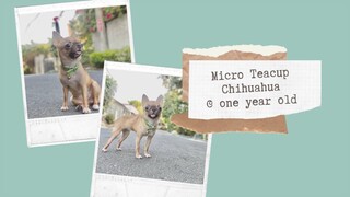 Micro Teacup Chihuahua | SUPER MARCOS VLOGS