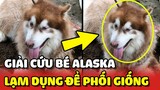 Giải cứu bé chó Alaska bị CHỦ LẠM DỤNG nuôi CHỈ ĐỂ PHỐI GIỐNG trông rất xơ xác | Yêu Lu