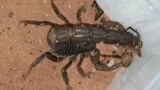 【Scorpion】Killing Spree!