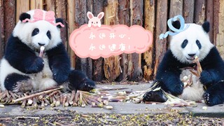 【大熊猫和花和叶】姐弟俩的吃播～感觉有点生疏了，坐这么远