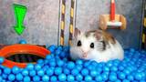 หนูแฮมสเตอร์หลงทางในสตาร์วอร์สยานอวกาศ My Funny Pet Hamster เขาวงกต