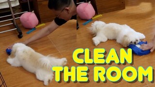 Shih Tzu Puppy Helps Clean Owner's Room Once Again