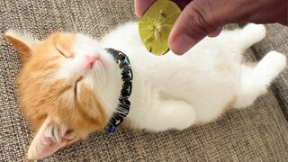 Funny Cat Videos That Will Make You Smile #37 - Funniest Dogs and Cats Videos