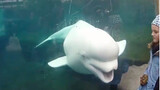 A white whale that likes to scare children in the aquarium