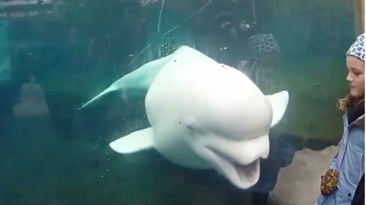 A white whale that likes to scare children in the aquarium
