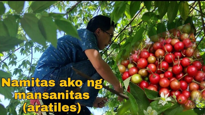 Umakyat ako ng Bubong Para Mamitas ng Bunga ng Mansanitas (Aratiles)