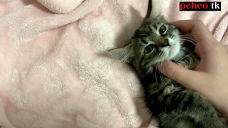 Thú Cưng | Bé Mèo Dễ Thương Giống American Shorthair | Peheo tk